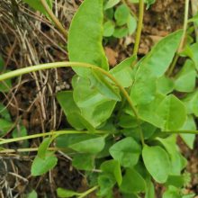 藤三七植物苗 食药用土田七种子根茎室外易活花卉爬藤绿植盆栽