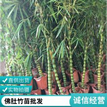 四季常青庭院青竹苗户外地栽紫竹苗罗汉竹实心植物盆栽