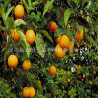 批發(fā)橙子樹苗 橙子苗 嫁接苗 紅肉臍橙 橙子果苗 果樹苗
