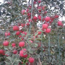 矮化苹果苗产地 1-2-3公分矮化苹果苗价格 矮化红富士苹果苗