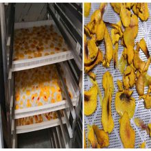 供应雄新芒果烘干机，箱式烘干机