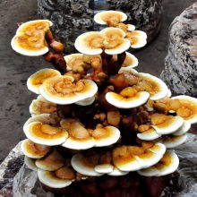 产地供应大型灵芝盆景 康瑞食用菌批发 盆栽灵芝 工艺品礼品厂家