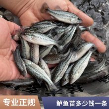港发鲈鱼水花 加州鲈鱼苗 活温性广 可全国养殖 可高位池养殖