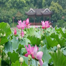 观赏荷花苗 园林设计荷花苗 承接水景绿化荷花苗