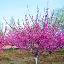 园林绿化苗木庭院观花植物梅花苗嫁接榆叶梅苗榆叶梅树苗风景树苗