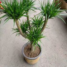 ݸʯд¥ֲ Ǯ Ҹ 