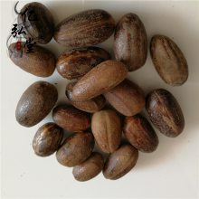 香果树价格 长香果批发 香料圆香果