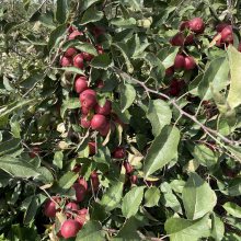 惠农 矮化盆栽苹果现货、地径2公分苹果树批发