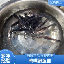 淡水养殖 鸭嘴鱼苗 易成活繁殖快 品种多样基地批发 港发水产