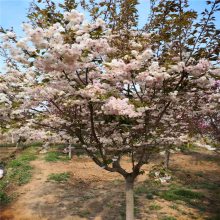 樱花价格/基地/2016报价/晚樱花树