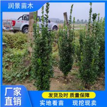 江西北海道黄杨基地 小区围墙绿化苗木 1.8米丛生黄杨黄杨苗价格 四季常青绿篱苗 土球包装