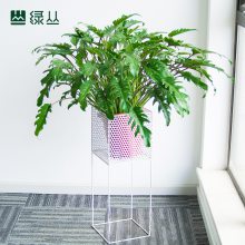 小天使春羽 盆栽 水泥盆随机款式