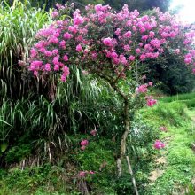 紫鹃 锦绣杜鹃根系非常发水土保持植物 园林景观绿化观赏花卉