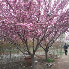 精品樱花，泰山晚樱花，樱花品种树供应