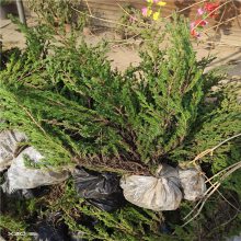 公鼎地柏苗20万棵 规格20-80长度