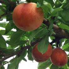 辽宁大红袍李子树苗 嫁接新品种晚熟李子苗