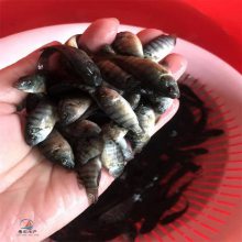 采豹紋紅羅非魚(yú)苗 正宗一號(hào)羅非魚(yú)苗淡水養(yǎng)殖