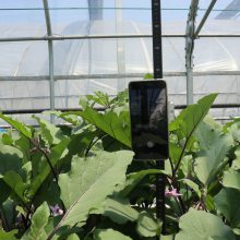 托普云农 植物株高测量仪 便携式作物株高测定仪器 TPDM-G-1