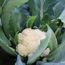 菜花蔬菜种子 耐寒菜花60天 紧花菜花椰菜种子秋季早熟免盖抗病菜籽
