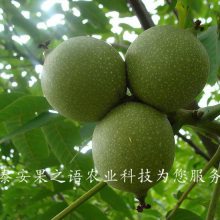 º5źͼƬº5ź紹ѯ绰