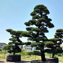 黑松园林植物 道路小区绿化 庭院景观观赏植被 绿化工程苗 沿海地区造林树种