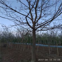 80 ֱ С