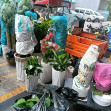 南宁发财树批发广西区内可物流 找汇成园艺