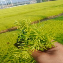 佛甲草 园林风景绿化 适应性较好 供应绿化工程 花海用苗