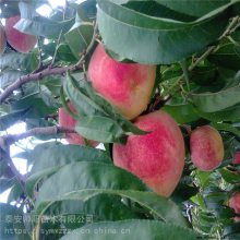 珍珠枣油桃桃树苗 自产自销 帅阳苗木 仓方早生桃树苗 基地