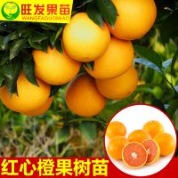 正宗紅心嫁接橙子果樹苗 臍橙苗盆栽橙子苗當(dāng)年結(jié)果水果樹苗
