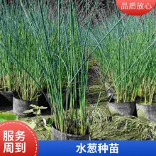盆栽水葱有利固堤护坡控制杂草根茎繁殖植株高大