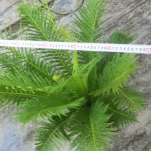 富贵蕨怎么样养,2加仑富贵蕨养殖方法,想要富贵就栽植富贵蕨