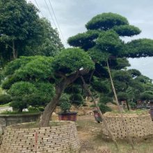 造型罗汉松山水绿植新中式室内景观楼梯造景松