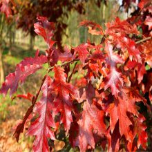供应北美红橡树新品种美国红栎 红橡树小苗 变色好生长快 价格便宜