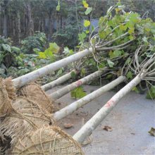 锦瑞绿化供应 行道风景树 12公分法桐/法国梧桐 多种规格