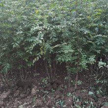 大红袍花椒树,经济观赏两用苗,一树多用高产抗寒,陕西花椒树