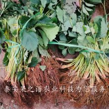 ̩ݮ硢ݮֻݮ