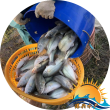 食饲料鲈鱼苗 选港兴水产优鲈一号苗 规格3-5cm 鲈鱼水花苗出售