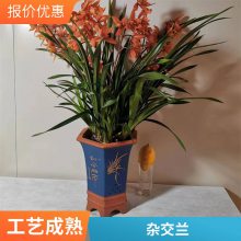 燎伯兰业 大花浓香浓香兰花 建兰醉美人 阳台绿植室内花卉