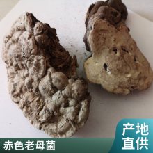 无硫中药材平盖灵芝 含量高效果好 ***藤 供应树舌干品