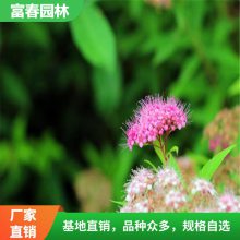 红花 绣线 菊 红 花绣线 菊球 绣线菊基地 小毛球 园林绿化苗