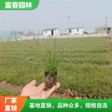 崂峪苔草 园林地被配植材料 别墅小区绿化工程苗 庭院配色绿植