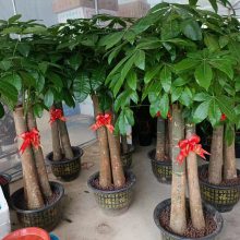 南宁汇成园艺室内绿植租赁 批发 养护