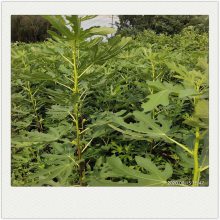3公分无花果苗 常年种植批发无花果苗 结果早