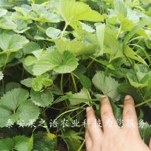 ̩ݮ硢ݮֻݮ