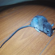 󷽷䷽ҪЧ µ Դ