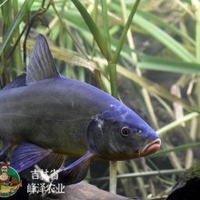 辽宁丁桂鱼苗 丁桂淡水水花 食用养殖淡水桂鱼  稀有冷水欧洲桂鱼 活体包邮