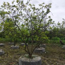 成都香泡批发基地 香泡树价格及图片 四川香泡 绿化苗木香泡树 名川园艺场低价销售香泡树