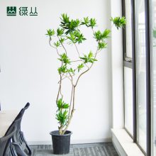 百合竹高端办公室客厅网红植物室内装饰净化空气富贵竹绿植盆栽雕花盆