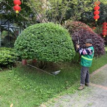 郴州春城园林绿化改造工程及绿化养护